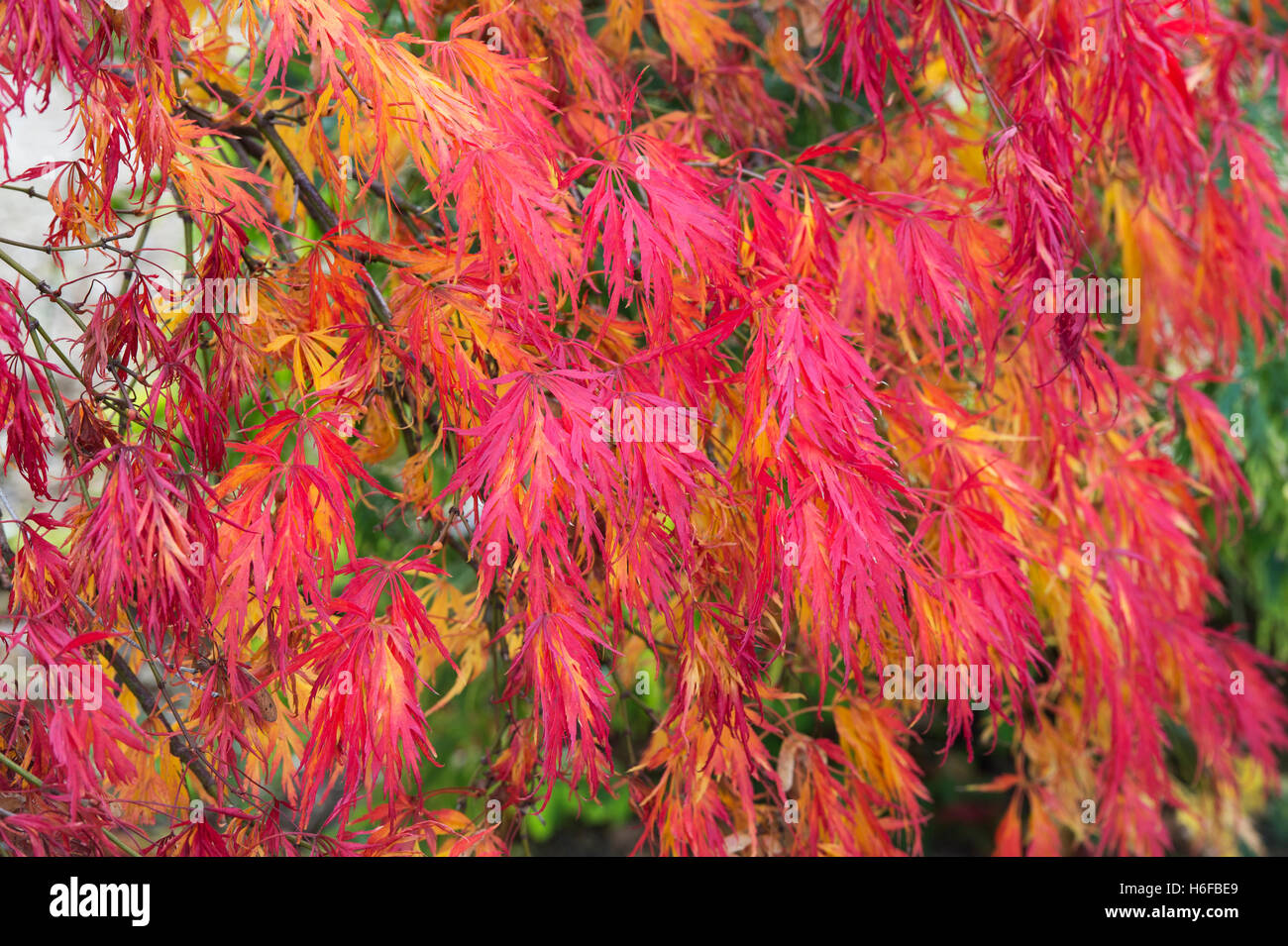 Acer palmatum dissectum en automne. À l'automne de l'érable japonais Banque D'Images