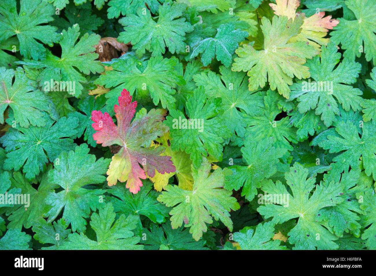 Geranium macrorrhizum 'Ingwersen's Variety'. Geranium 'Ingwersen's Variety' feuilles en automne Banque D'Images