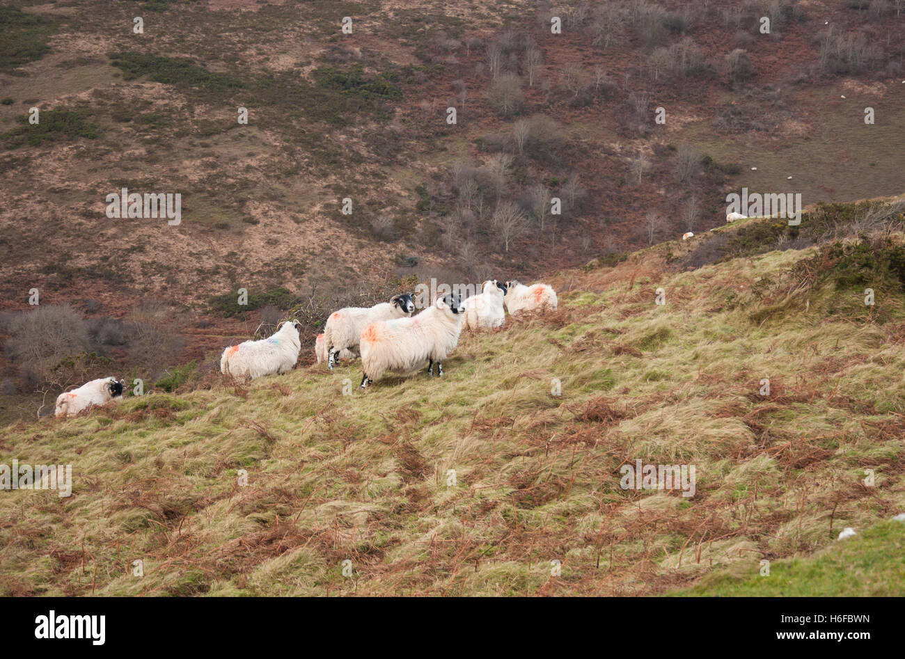 Blackface rare troupeau de moutons sur la lande hill Banque D'Images