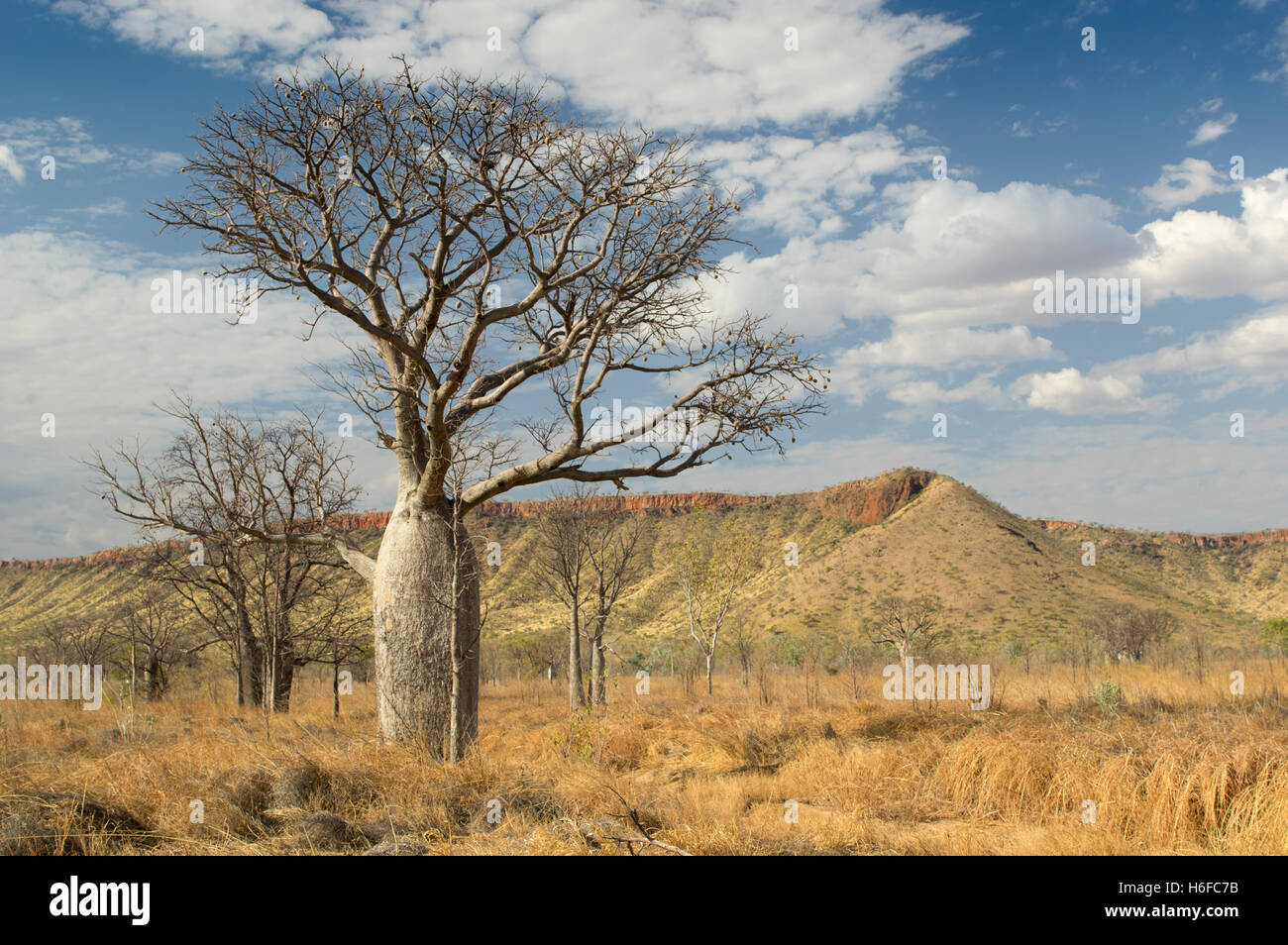 Boab arbres dans le Kimberley, en Australie occidentale. Banque D'Images