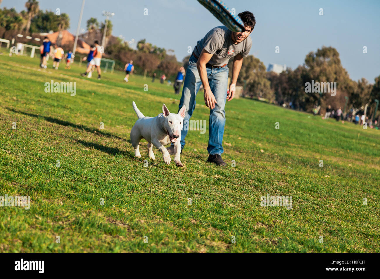 Bull Terrier chien jouant avec une peluche en forme de beignet sur une journée ensoleillée au parc. Banque D'Images