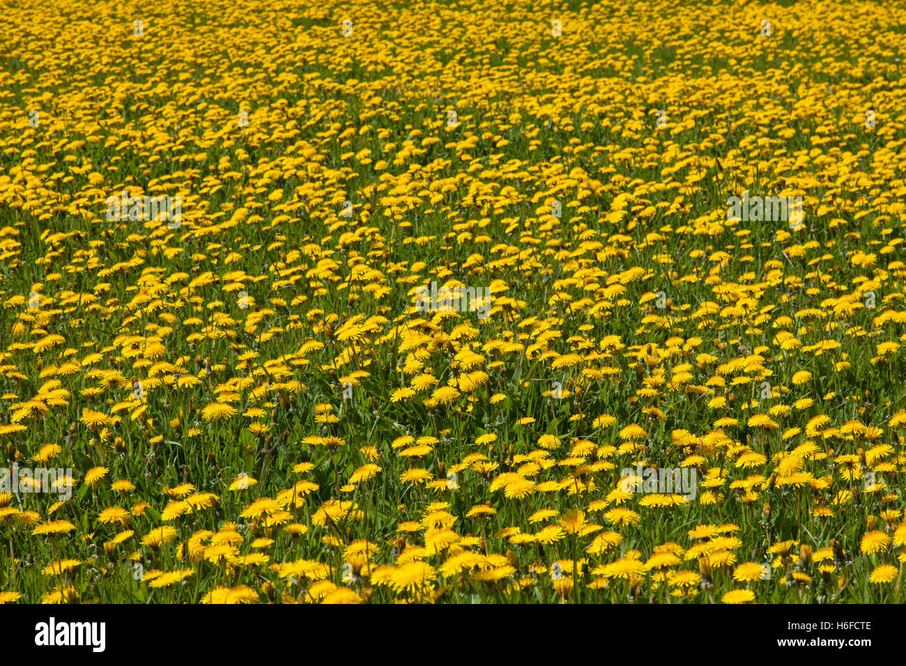 Le pissenlit commun (Taraxacum officinale) en floraison au printemps Banque D'Images