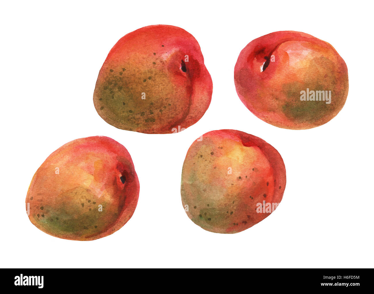 Ensemble avec les abricots frais entier. La main de l'aquarelle sur fond blanc. Banque D'Images