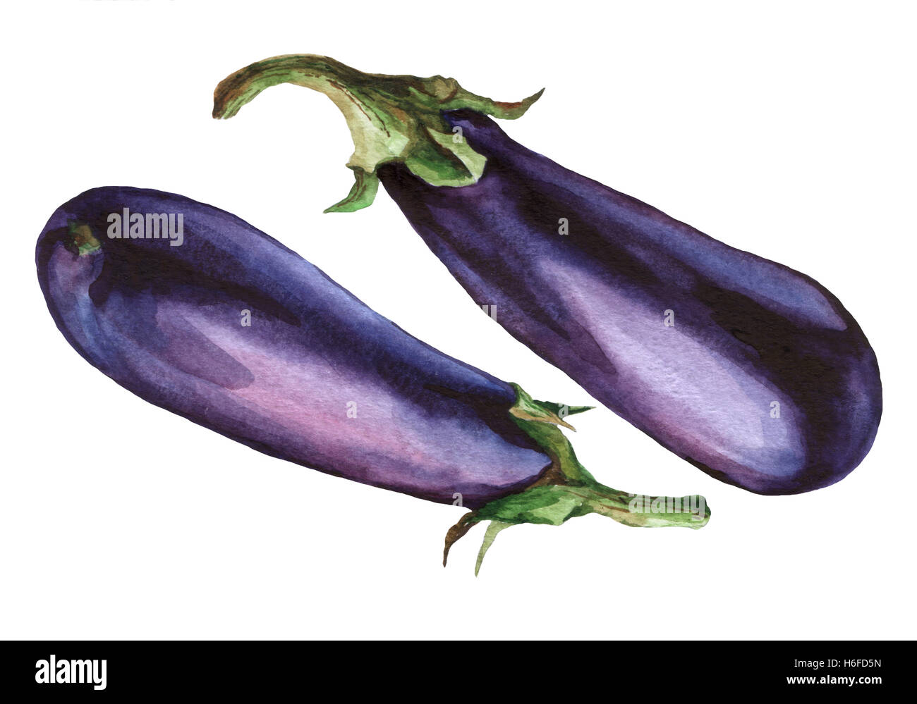 L'aubergine. La main de l'aquarelle sur fond blanc. Banque D'Images