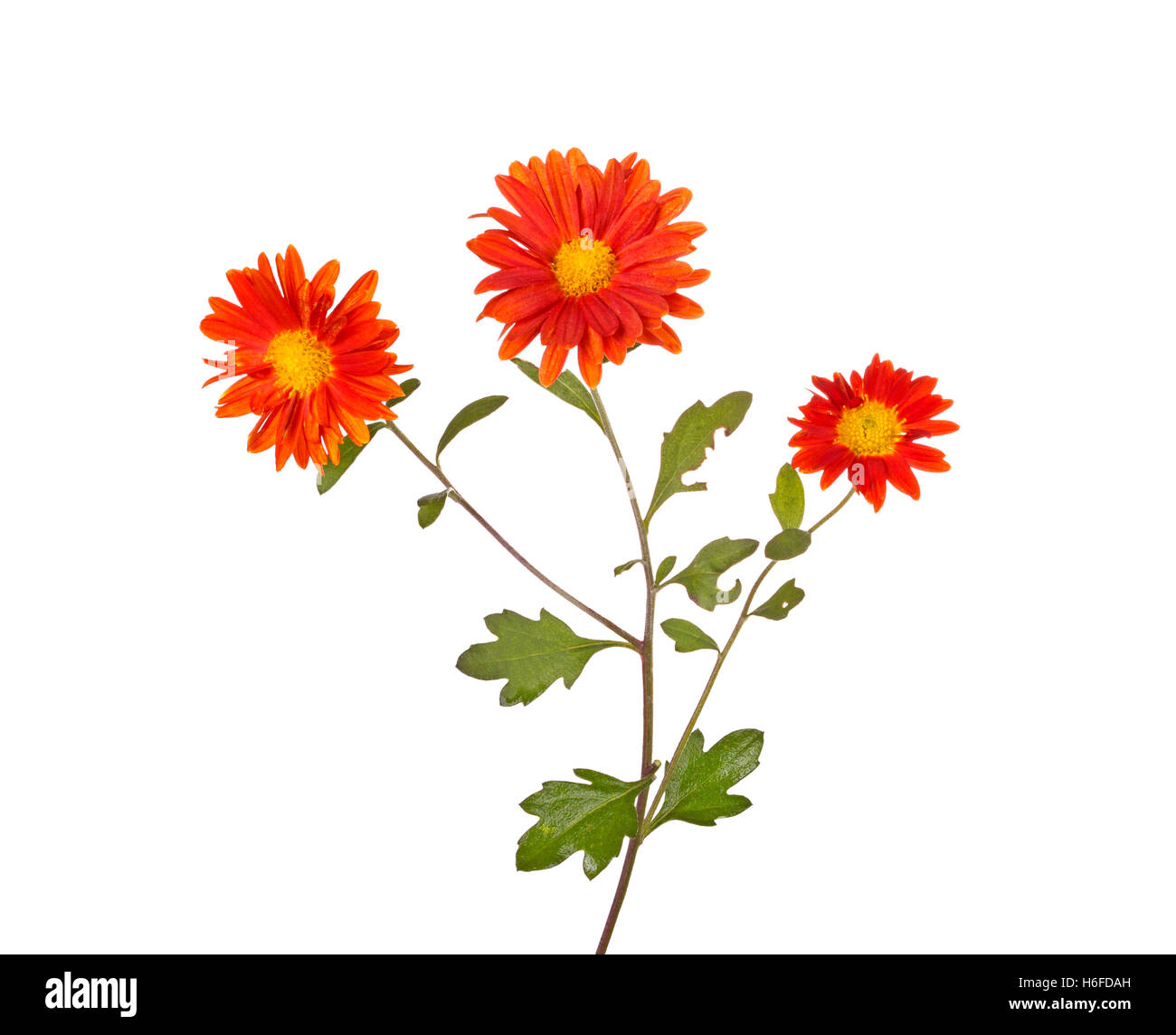 Tige simple avec trois fleurs orange de la hardy chrysanthème (Chrysanthemum rubellum) isolé sur fond blanc Banque D'Images