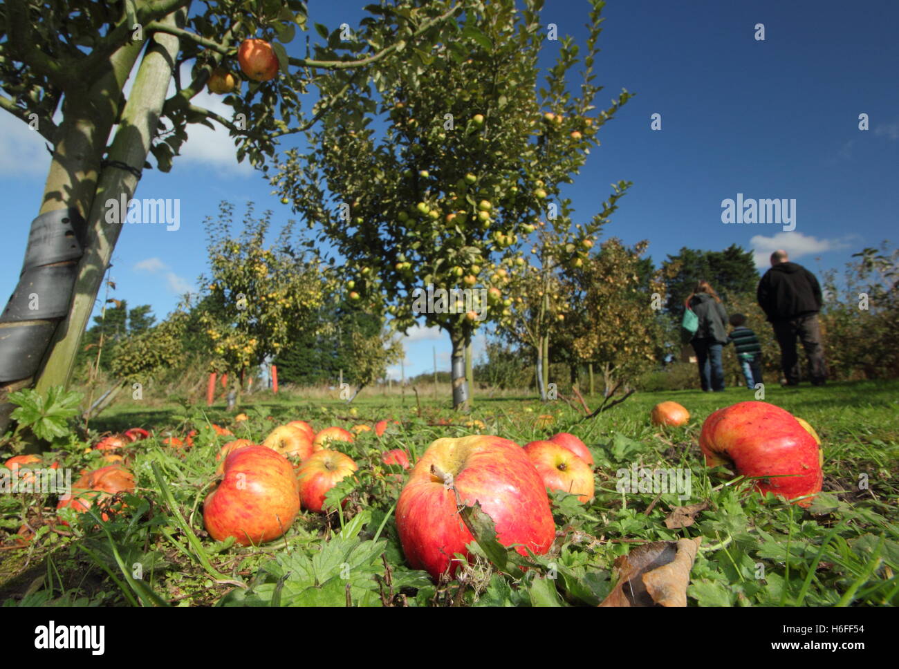 Effet d'aubaine des pommes dans le verger du patrimoine Hempsall, Nottinghamshire, Angleterre sur une glorieuse journée d'octobre, UK Banque D'Images