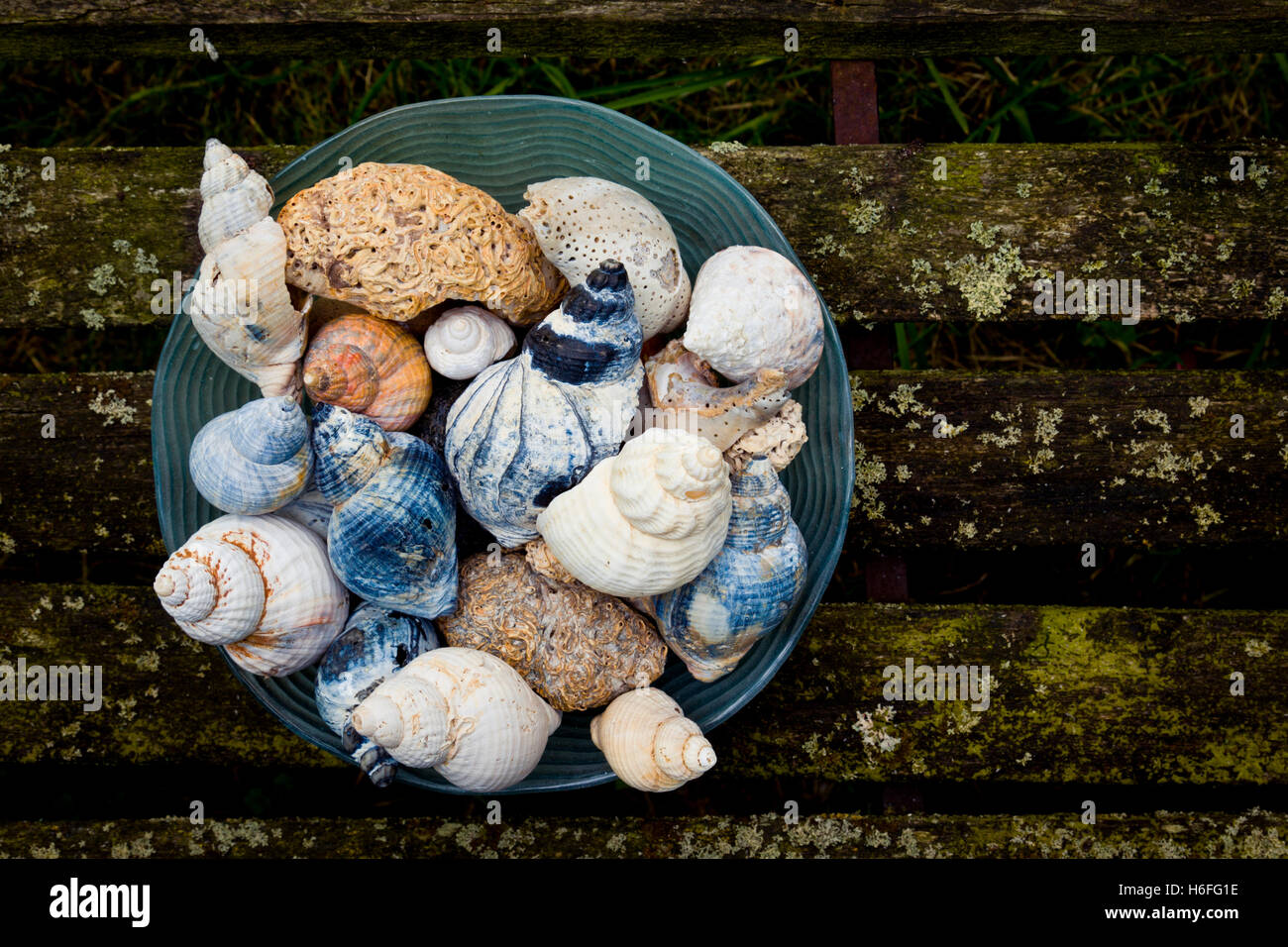 Une sélection colorée de coquillages dans un bol Banque D'Images