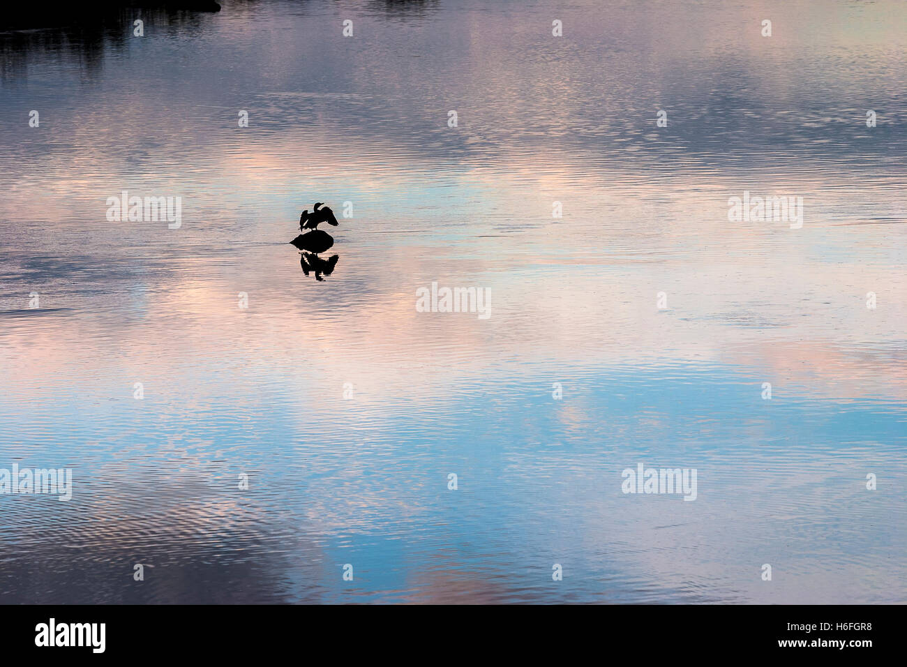 Silhouette d'un oiseau debout sur un rocher au milieu d'une rivière avec des réflexions sur le ciel et les nuages au coucher du soleil Banque D'Images