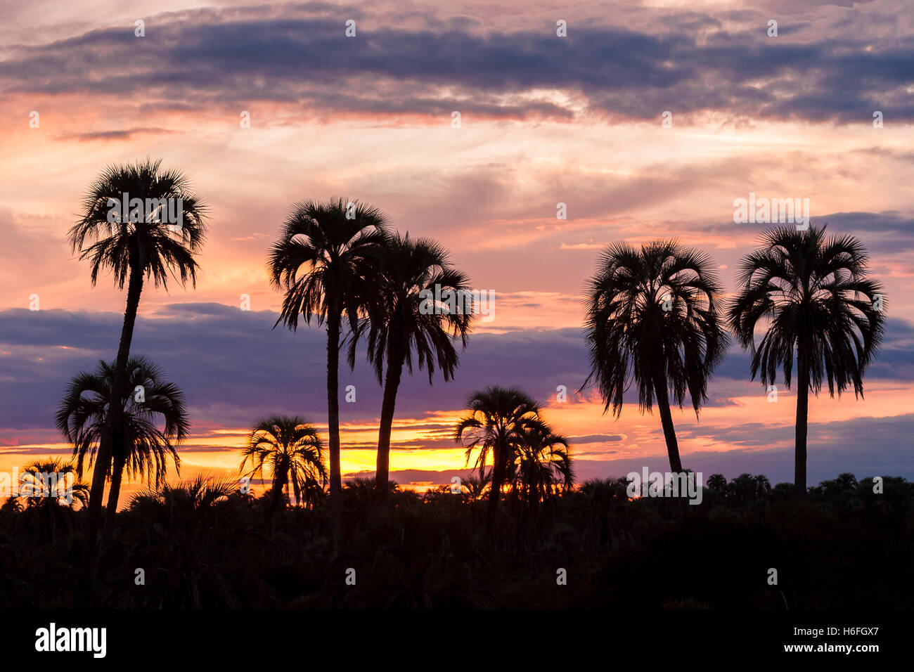 Silhouette de palmiers sur un ciel nuageux au coucher du soleil Banque D'Images