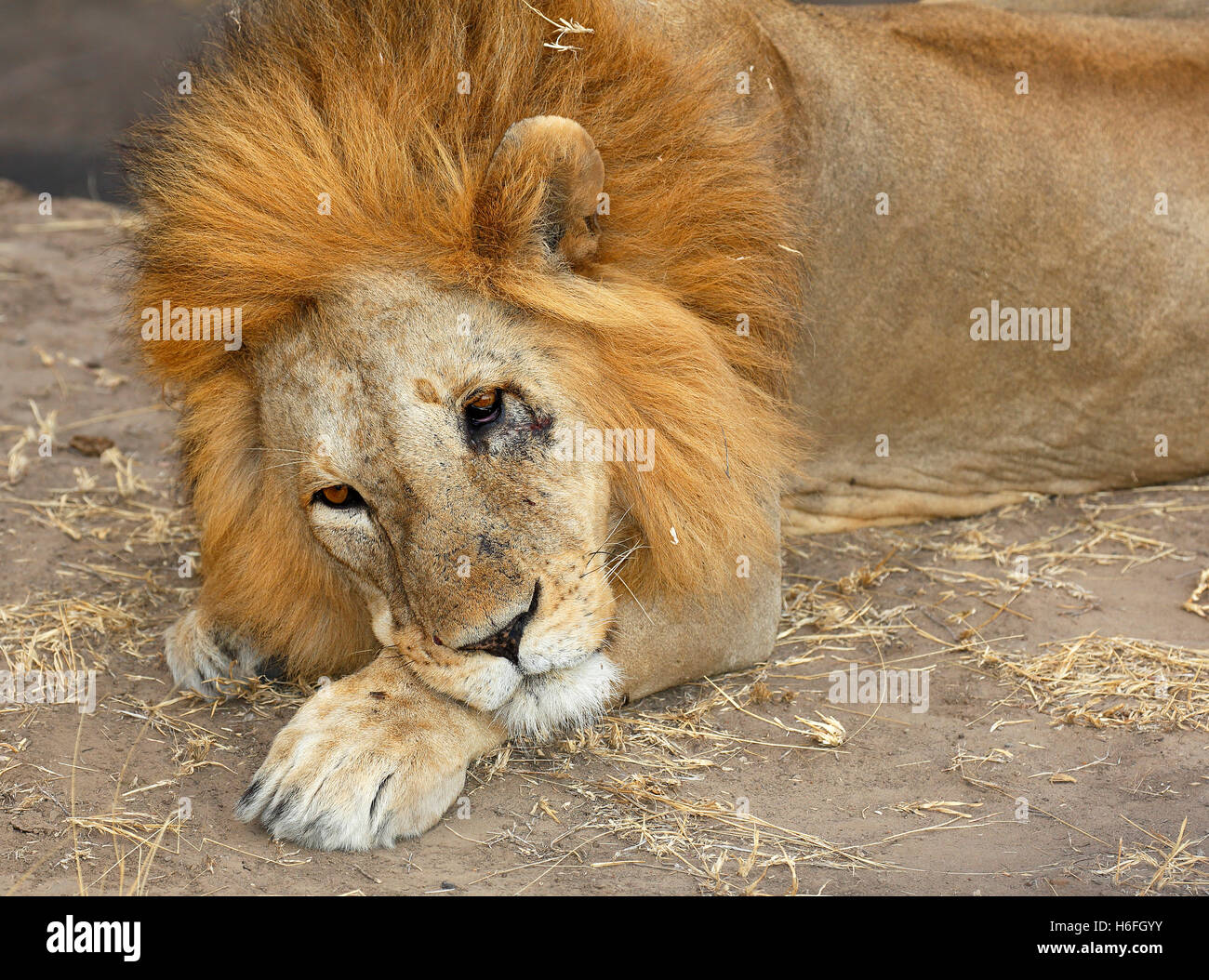 L'African lion (Panthera leo), homme reposant, le Parc National du Serengeti, Tanzanie Banque D'Images