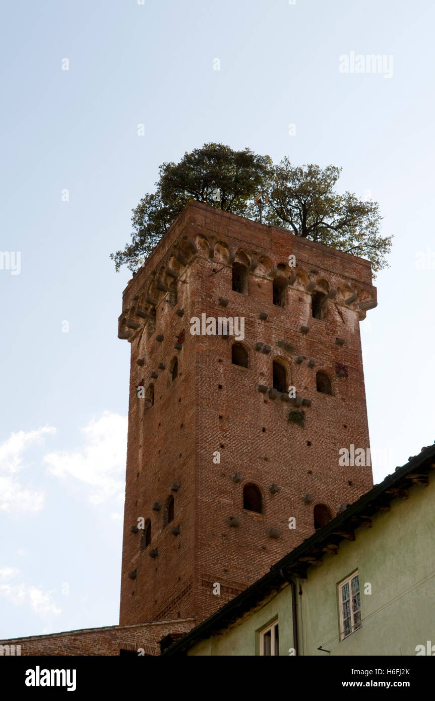Torre Guinigi, Lucca, Toscane, Italie, Europe Banque D'Images