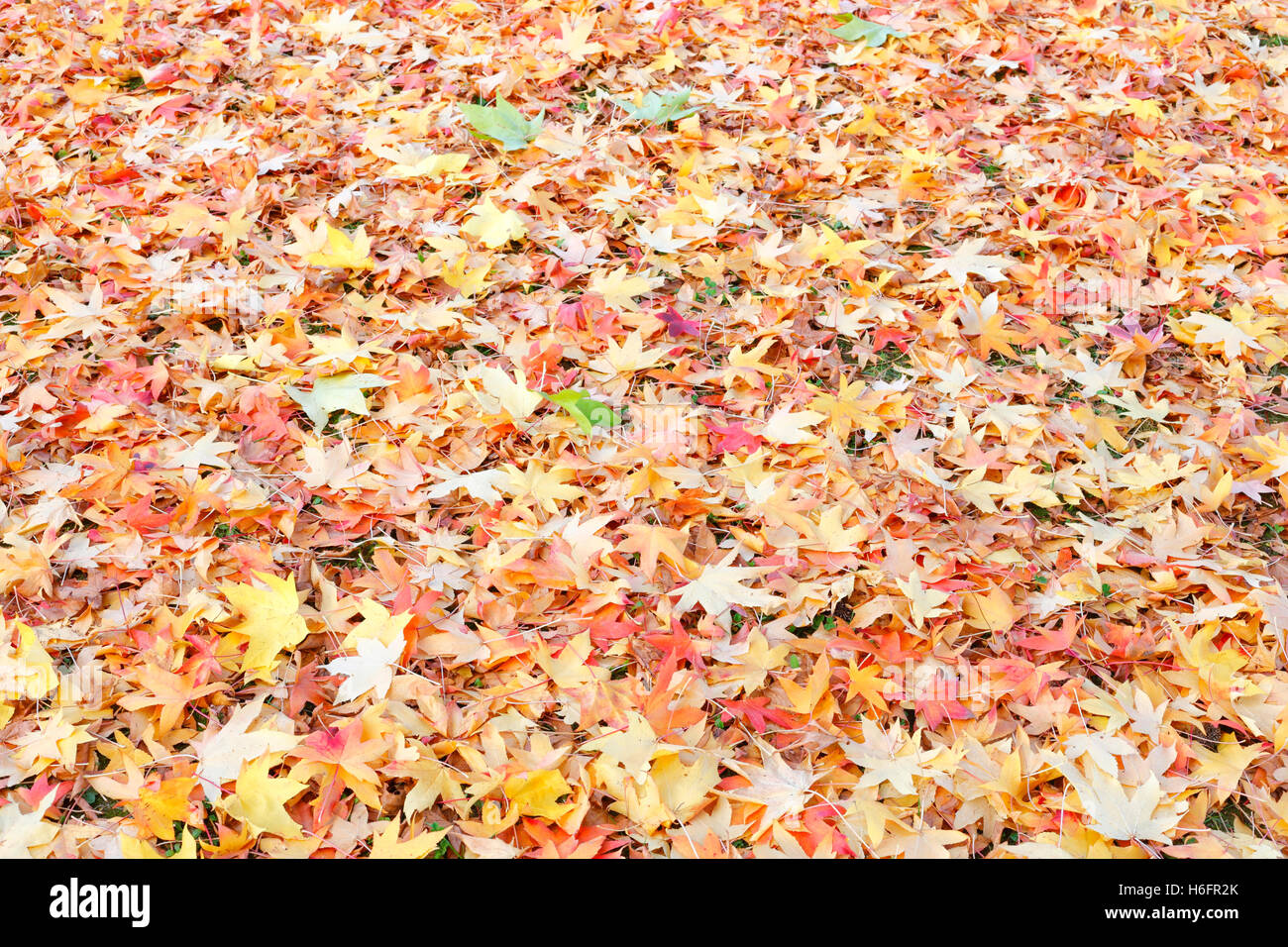 Texture coloré feuilles à l'automne sur le terrain. Banque D'Images