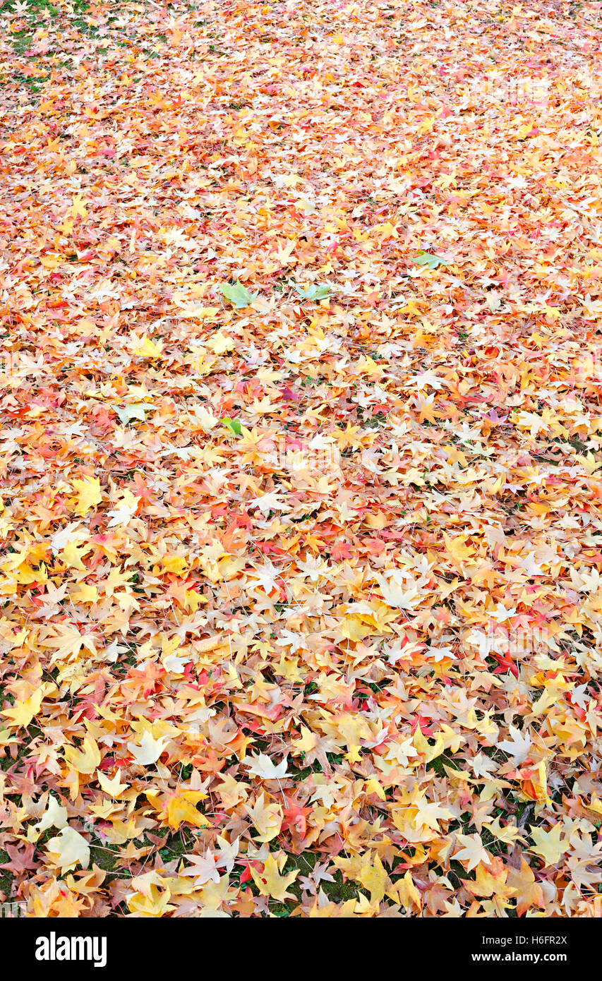 Texture coloré feuilles à l'automne sur le terrain. Banque D'Images