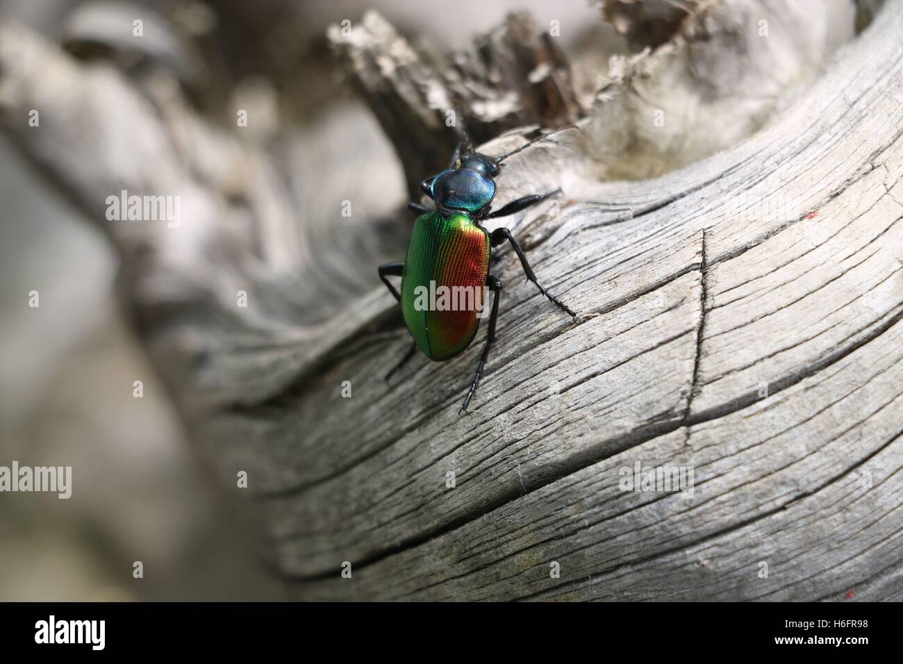Colourfull bug ou les insectes disponibles en haute résolution et ...