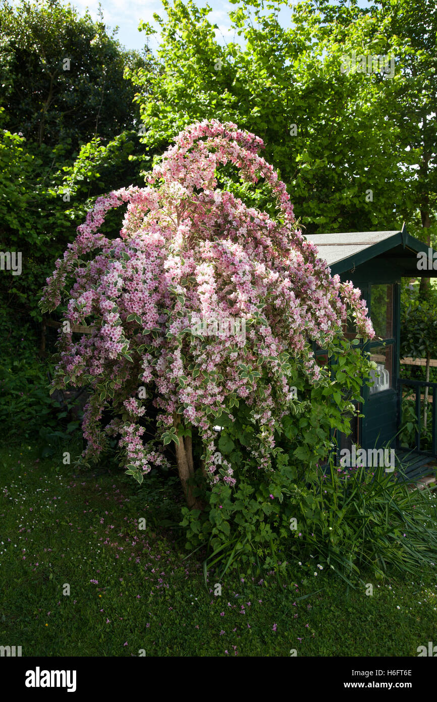 Weigela panaché 'Variegata' , un arbustes à feuilles caduques dans la famille Caprifoliacea, en pleine floraison, Banque D'Images
