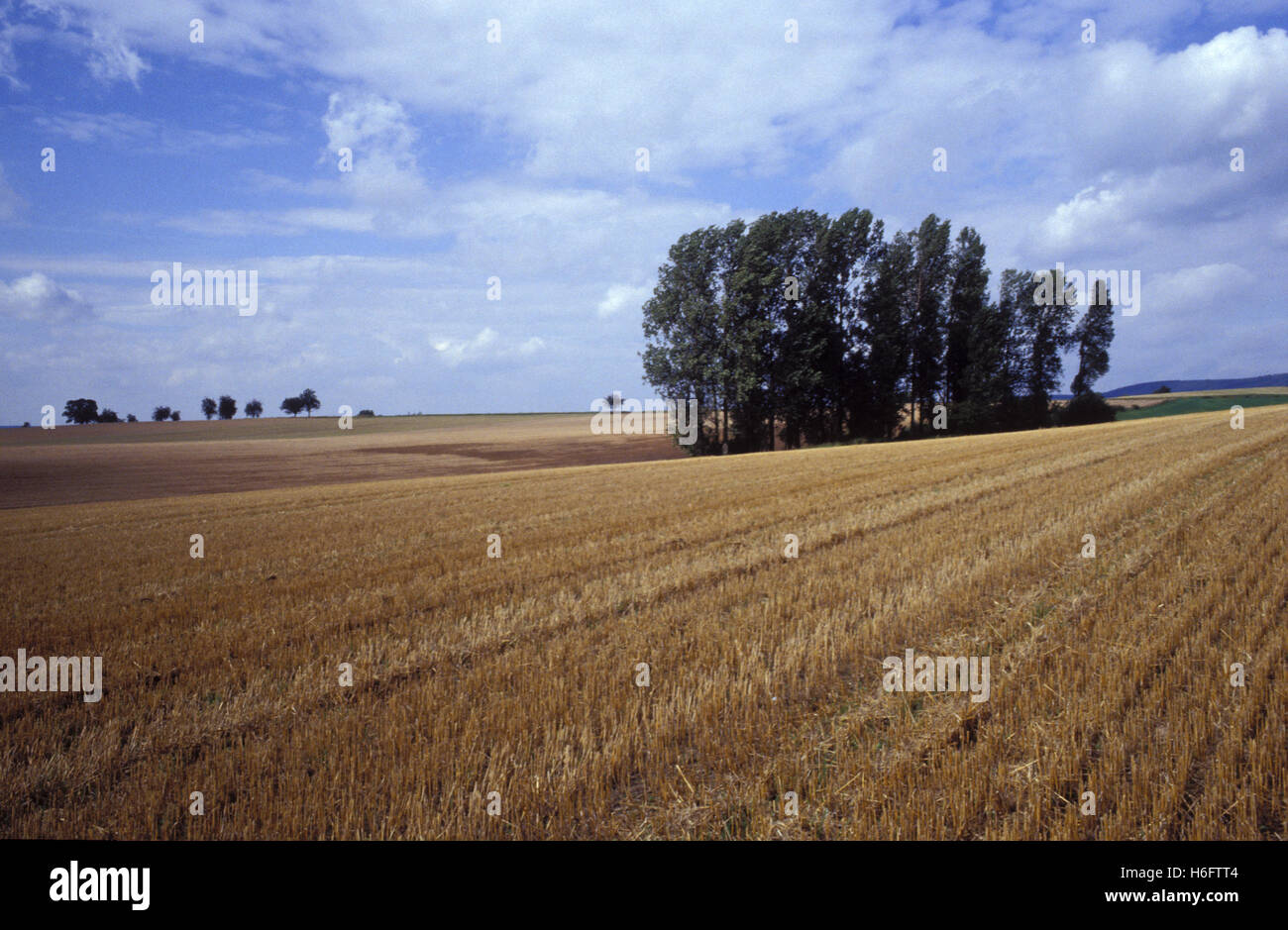 Allemagne, Basse-Saxe, près de champ de chaumes Lauenau. Banque D'Images
