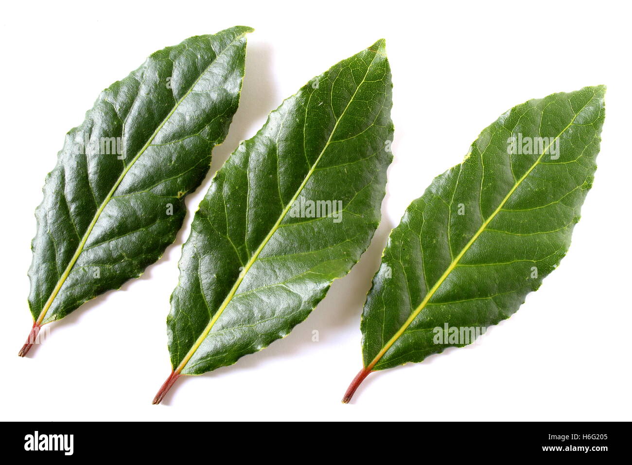 Les feuilles de laurier isolé sur fond blanc Banque D'Images