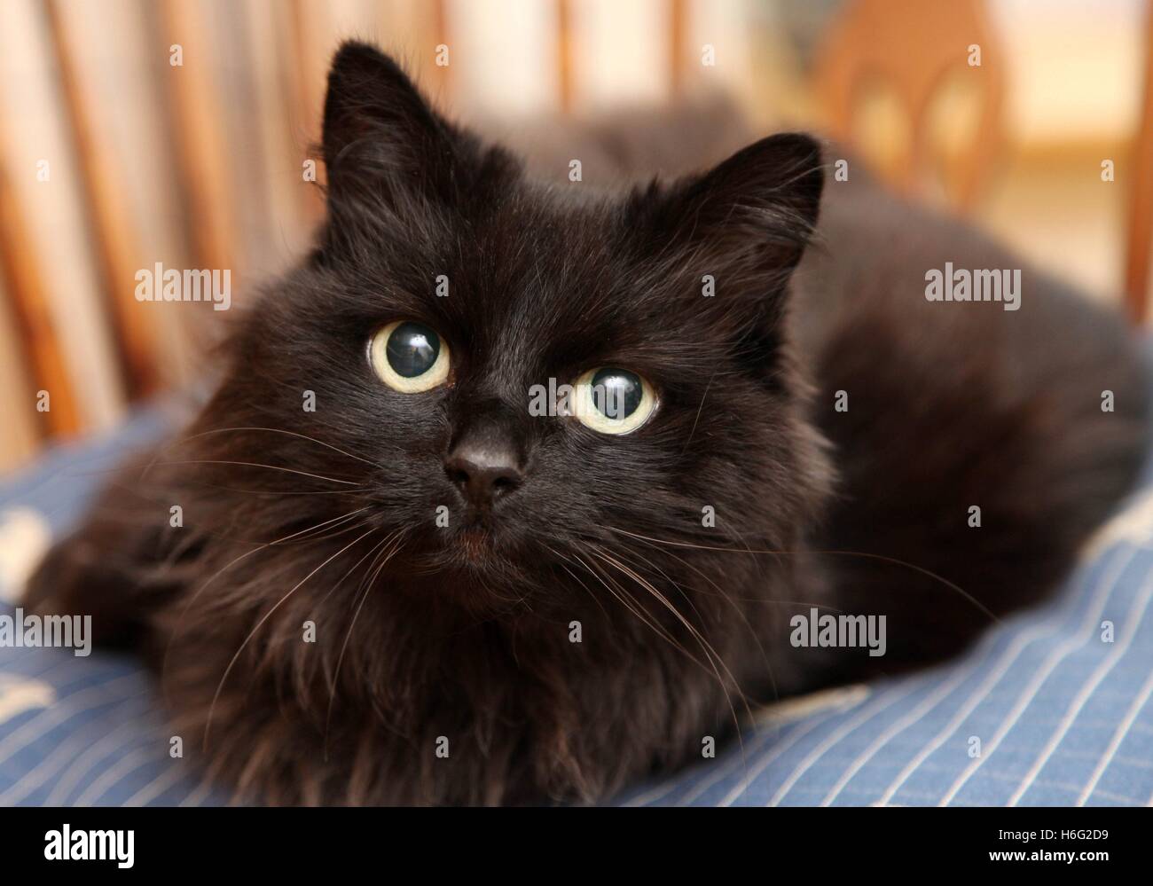 Gros plan sur une tête de chat noir à poils longs sur coussin bleu, à tout droit à l'appareil photo, yeux jaunes Banque D'Images