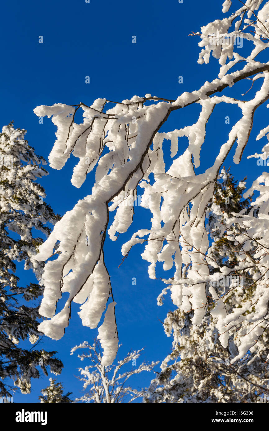 Angeschneite Aeste, snowy branches Banque D'Images