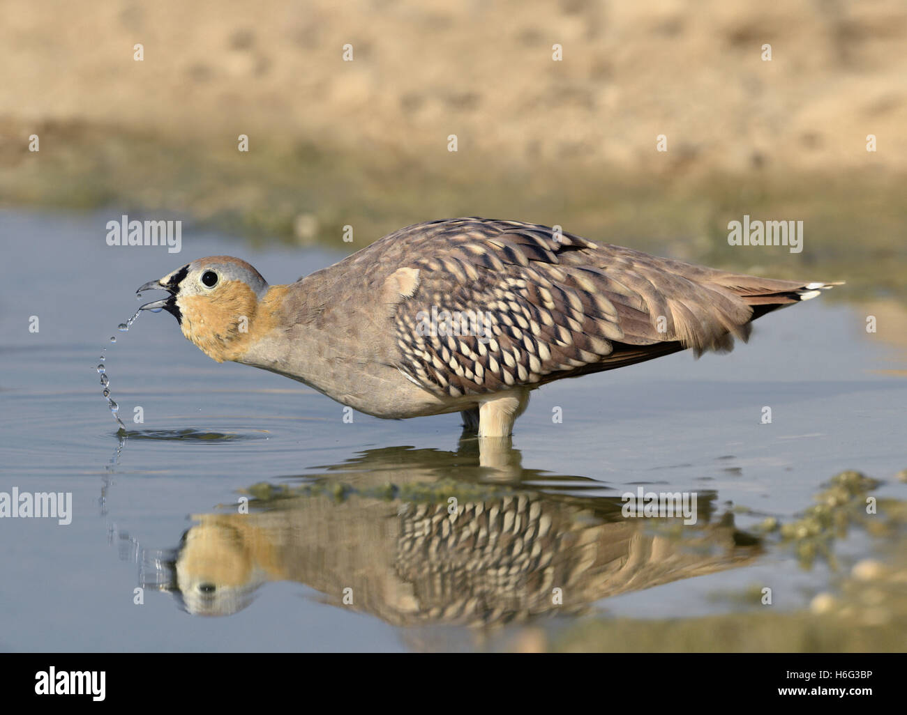Ganga couronné Pterocles coronatus - homme Banque D'Images