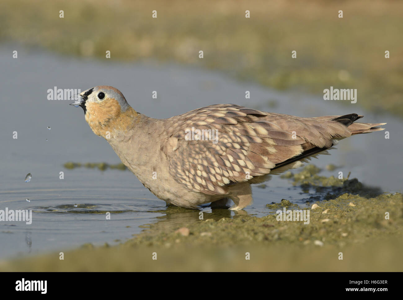 - Ganga couronné Pterocles coronatus Banque D'Images