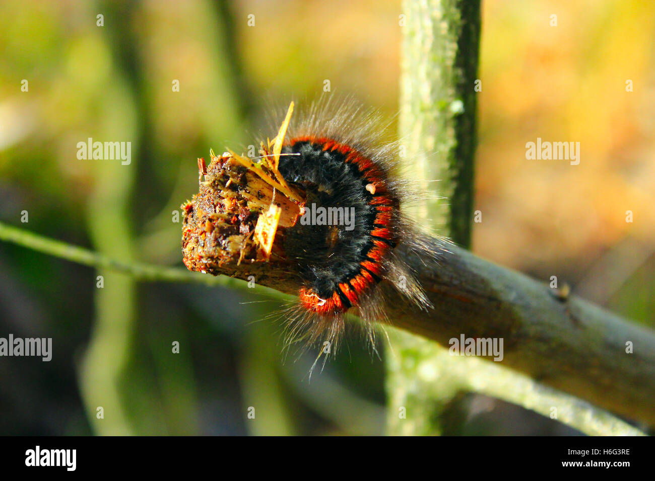 Macrothylacia rubi caterpillar noir avec rubans marron sur la branche Banque D'Images