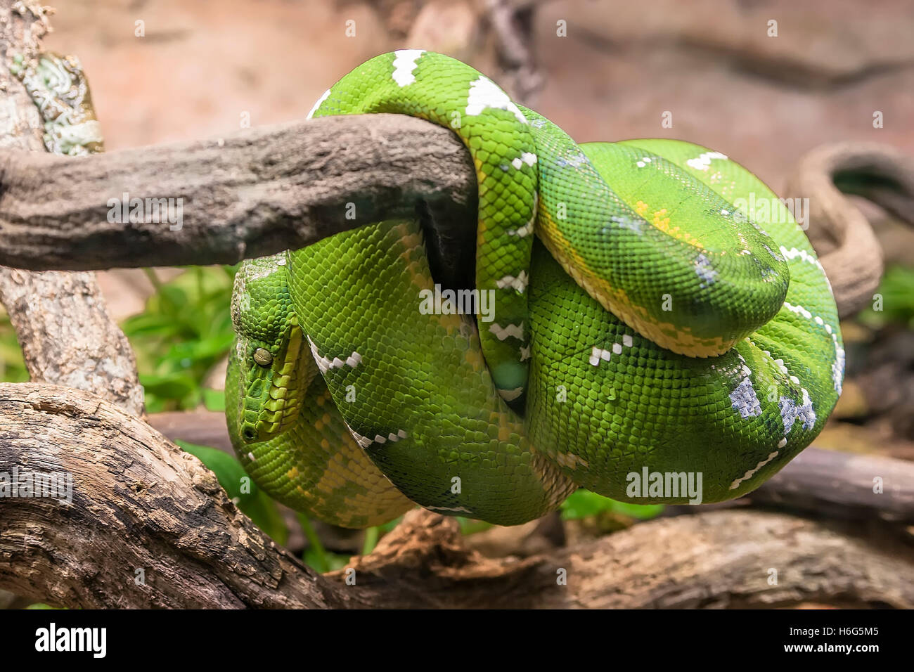 Serpent vert sur une branche d'arbre Banque D'Images