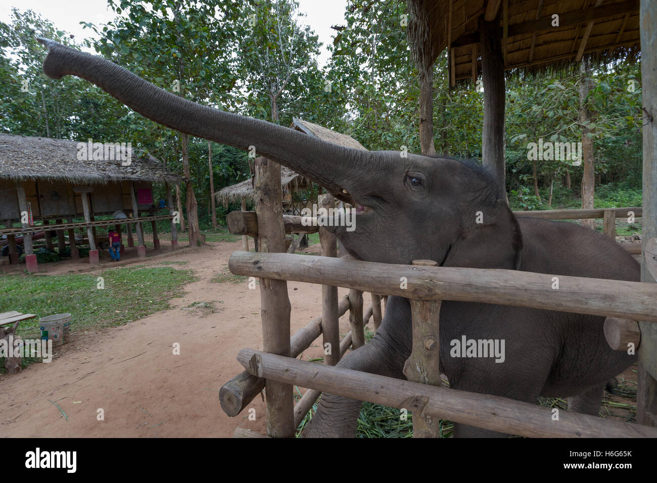 Nourrir de jeunes éléphants, forêt de Teak, Elephant Village, Ban Xieng LOM, Luang Phabang, Laos Banque D'Images