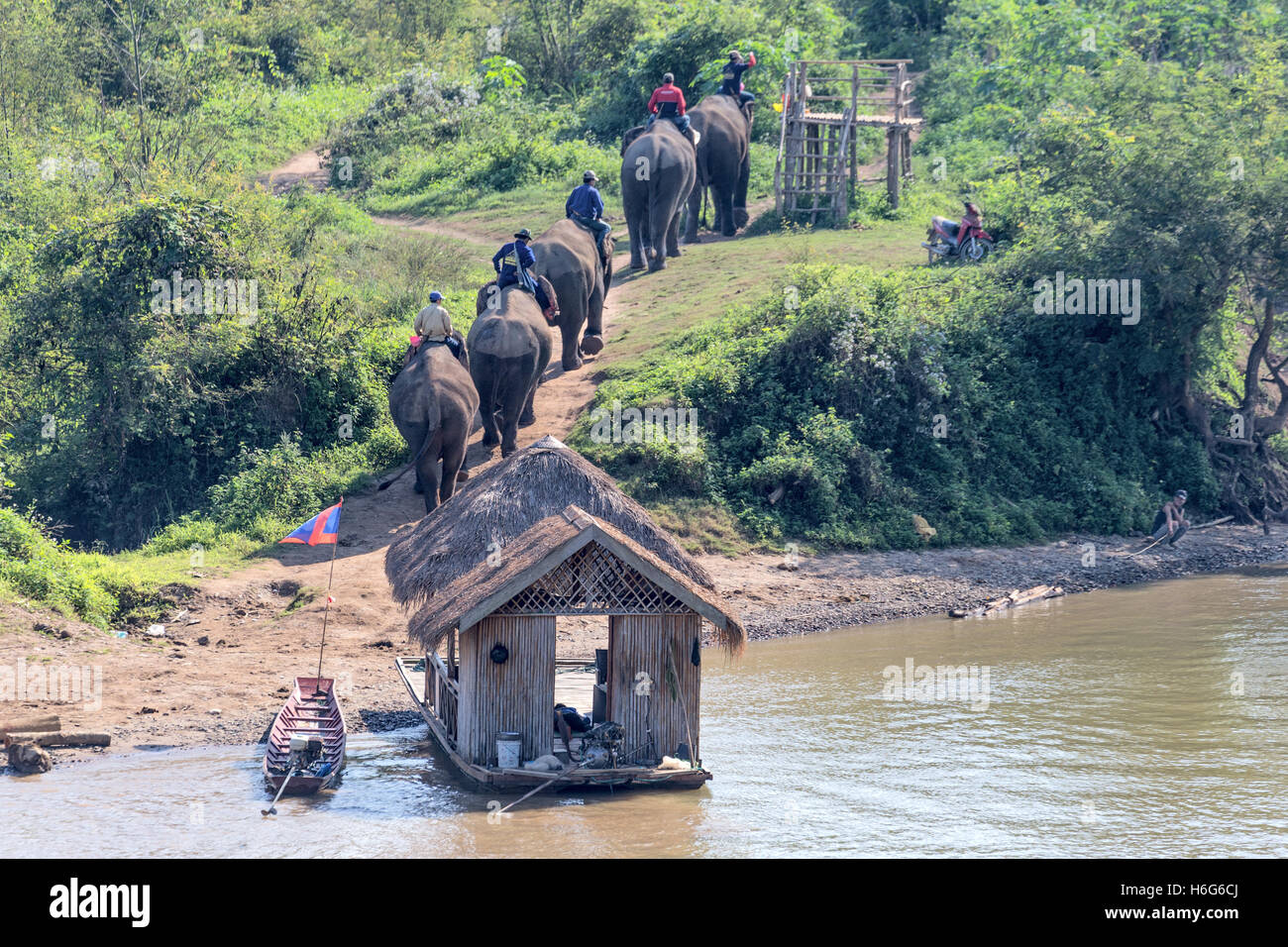 Éléphant d'Asie, Elepha maxima, traversant la rivière Nam Khan, péniche et plate-forme de montage pour éléphants, ElephantVillage, Ban Xieng LOM,Luang Prabang,Laos Banque D'Images