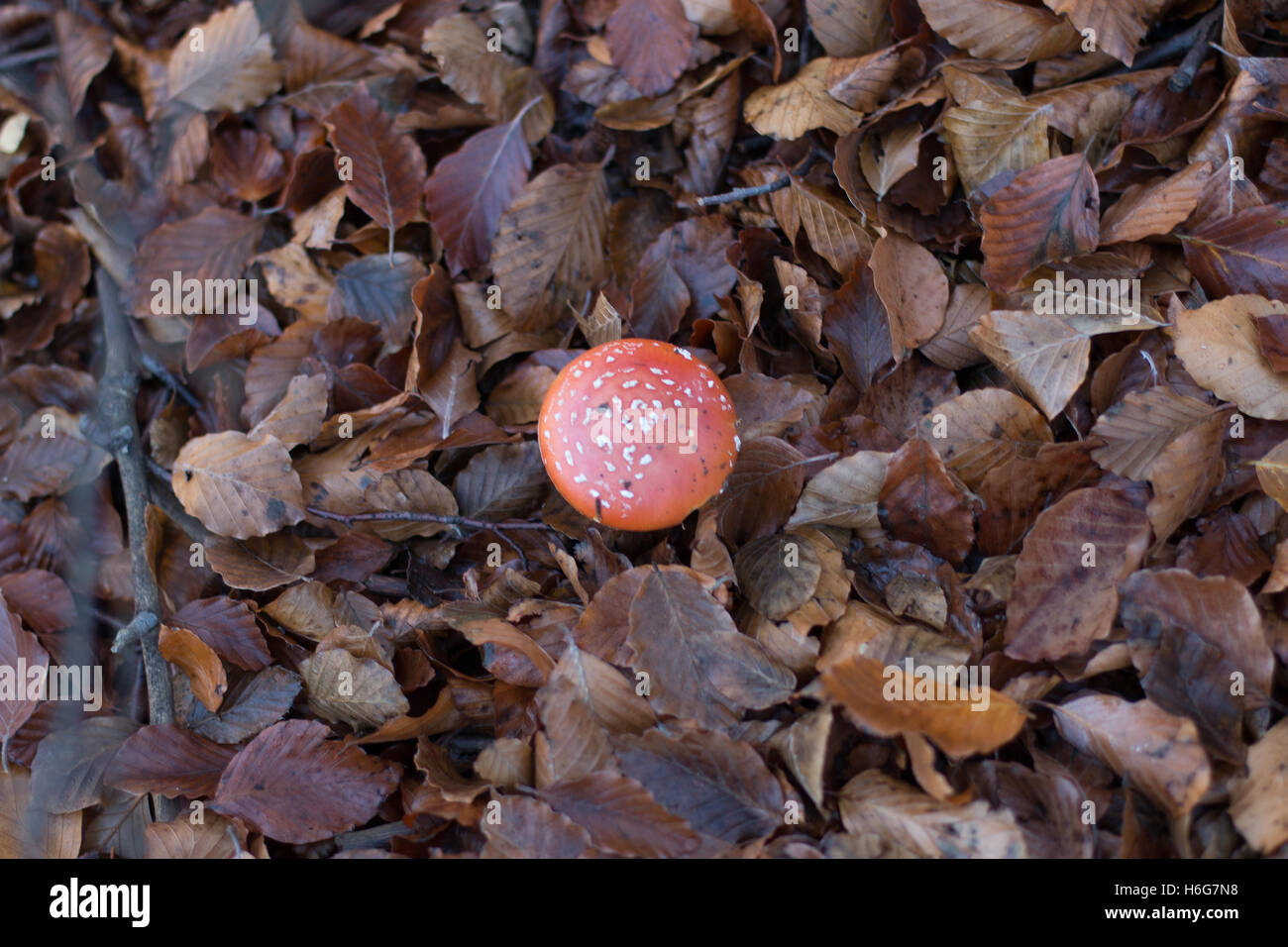 Un champignon rouge dans les bois c'est pas un "Champignons comestibles" Saison Automne feuilles mortes Banque D'Images