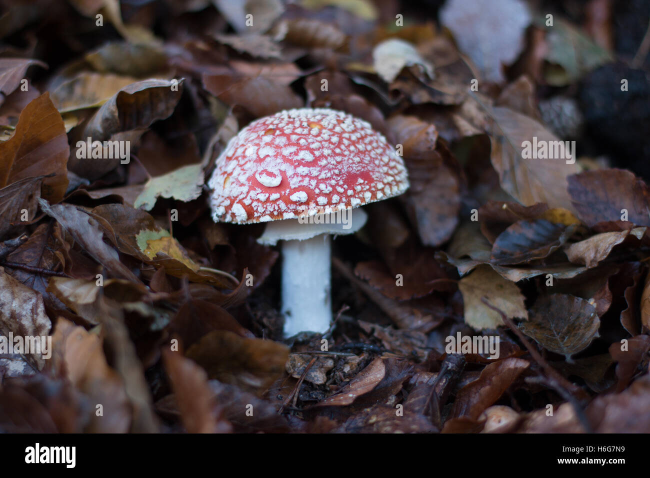 Un champignon rouge dans les bois c'est pas un "Champignons comestibles" Saison Automne feuilles mortes Banque D'Images