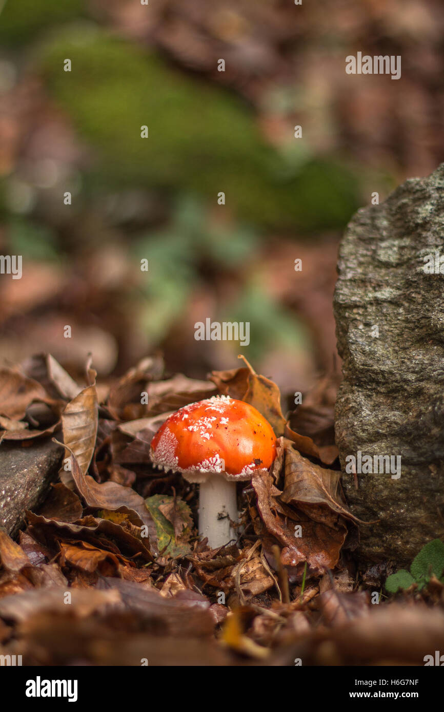 Un champignon rouge dans les bois c'est pas un "Champignons comestibles" Saison Automne feuilles mortes Banque D'Images