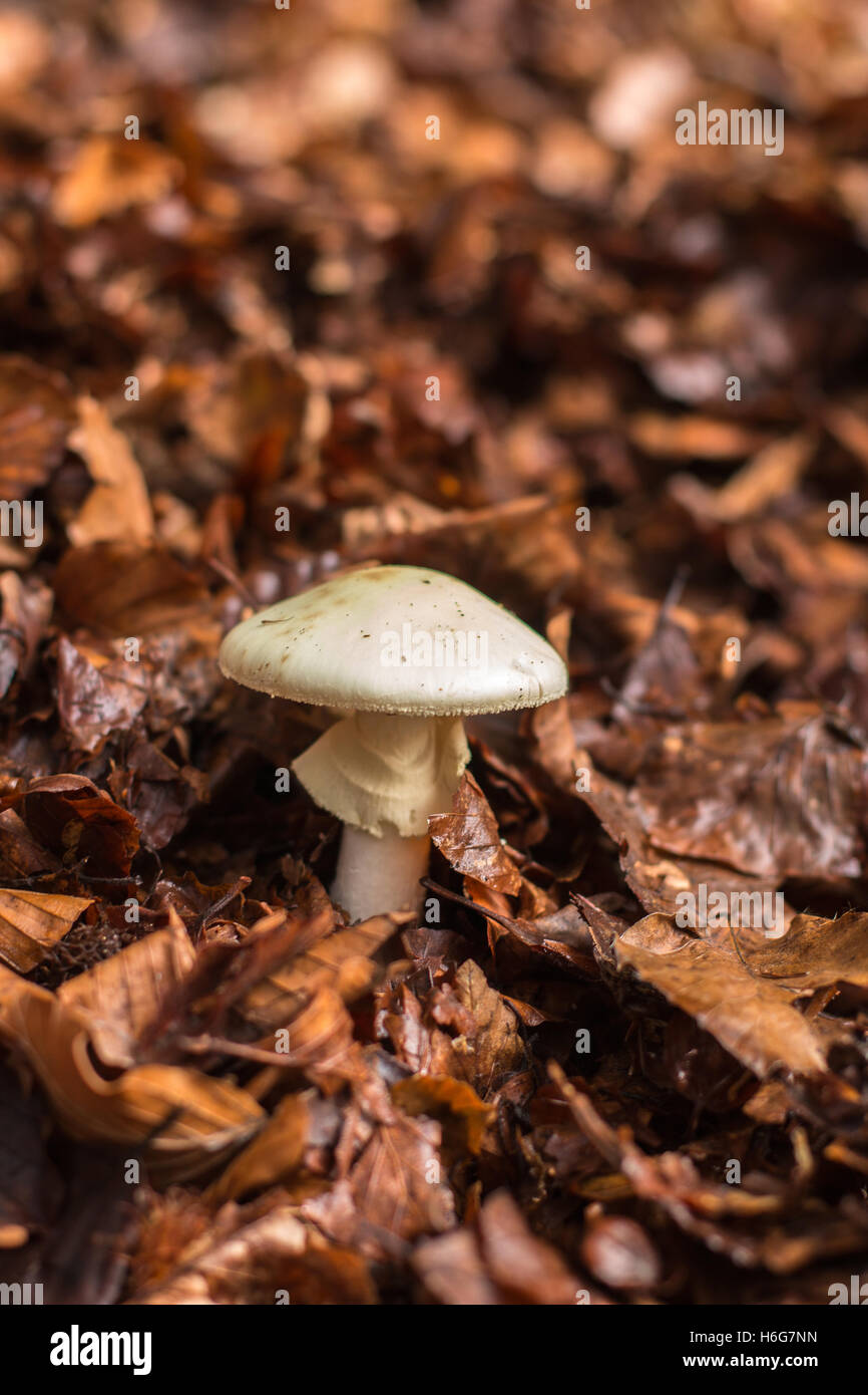 Blanc Bois Champignon Champignons comestibles pas saison automne feuilles mortes Banque D'Images