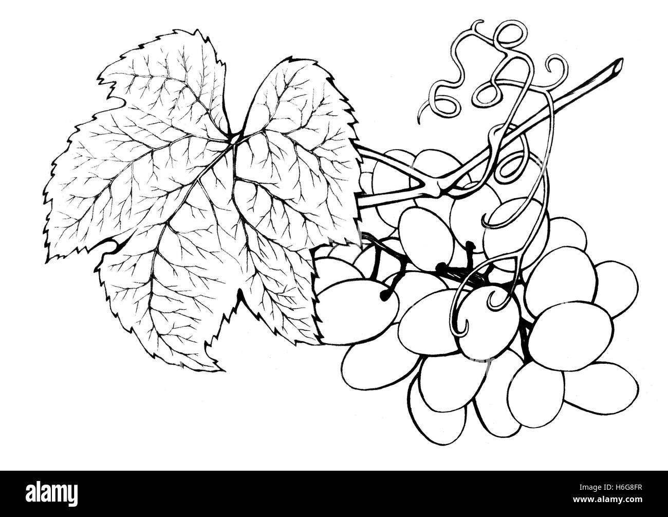 Arrangement avec bouquet de raisins frais. Hand drawn illustration noir et blanc des fruits sur fond blanc. Banque D'Images