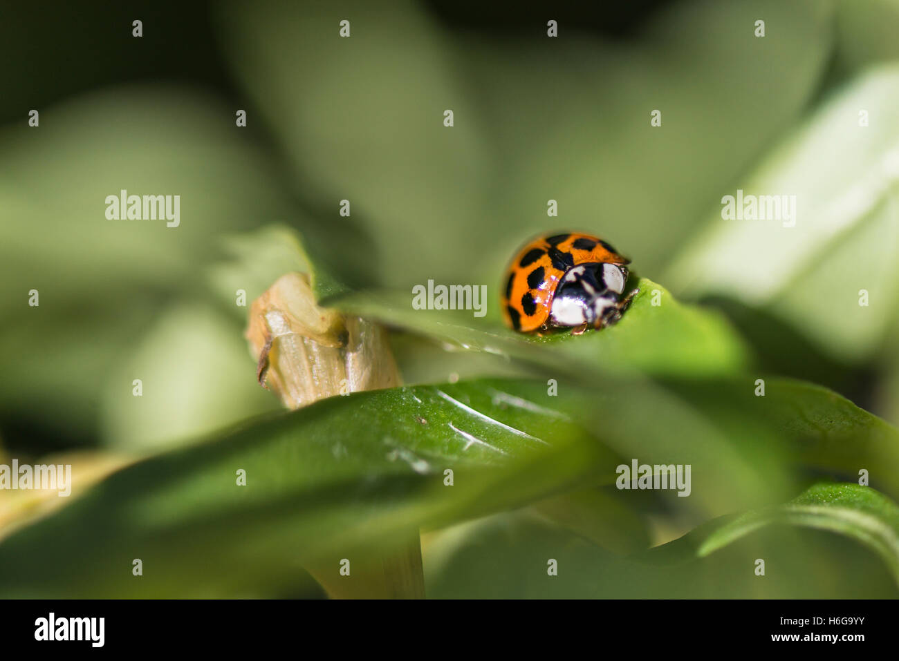 Une coccinelle arlequin (Harmonia axyridis) sur une feuille Banque D'Images