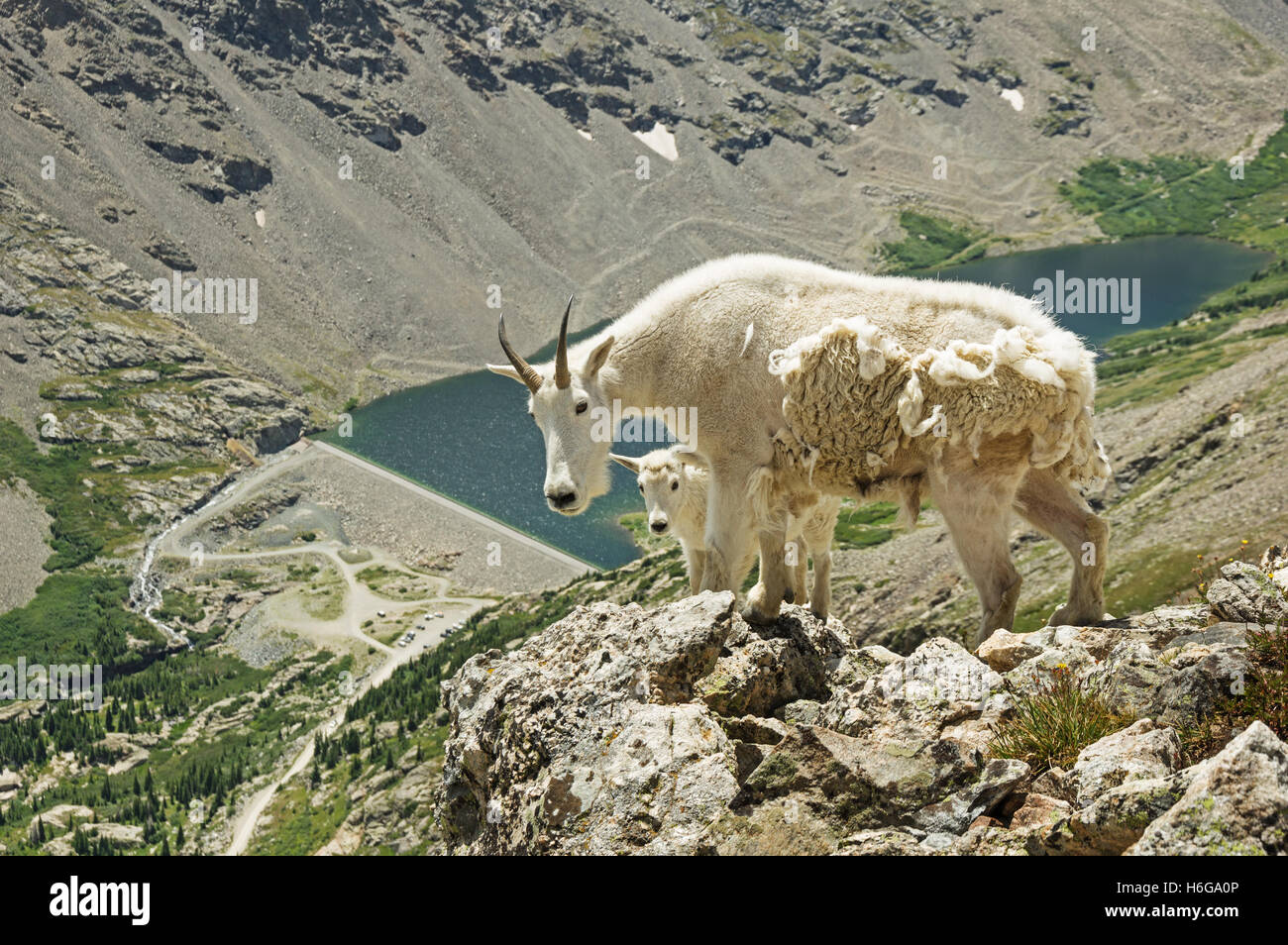 Une mère et son bébé la chèvre de montagne sur le pic au-dessus de lacs bleus impasse Banque D'Images