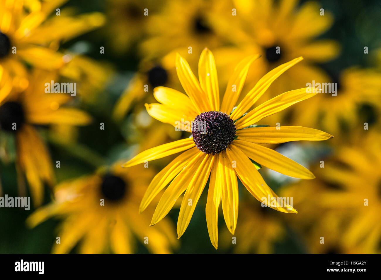 Une fleur d'une DEAM's coneflower Rudbeckia fulgida deamii (var.) Banque D'Images