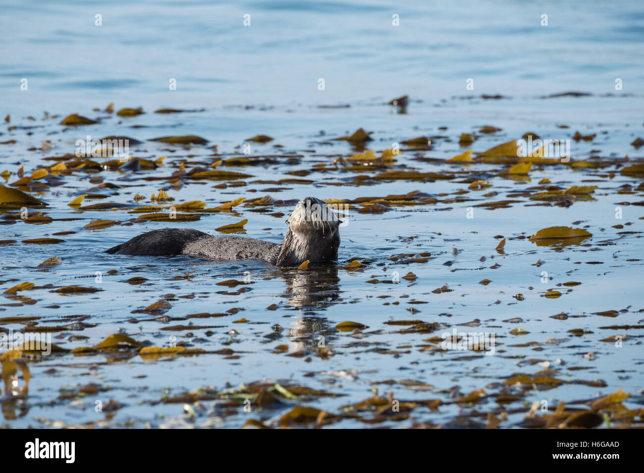 En Californie, la loutre de mer Enhydra lutris nereis, homme spyhops et renifle l'air de s'installer à proximité de sexe féminin, Morro Bay, Californie, USA Banque D'Images