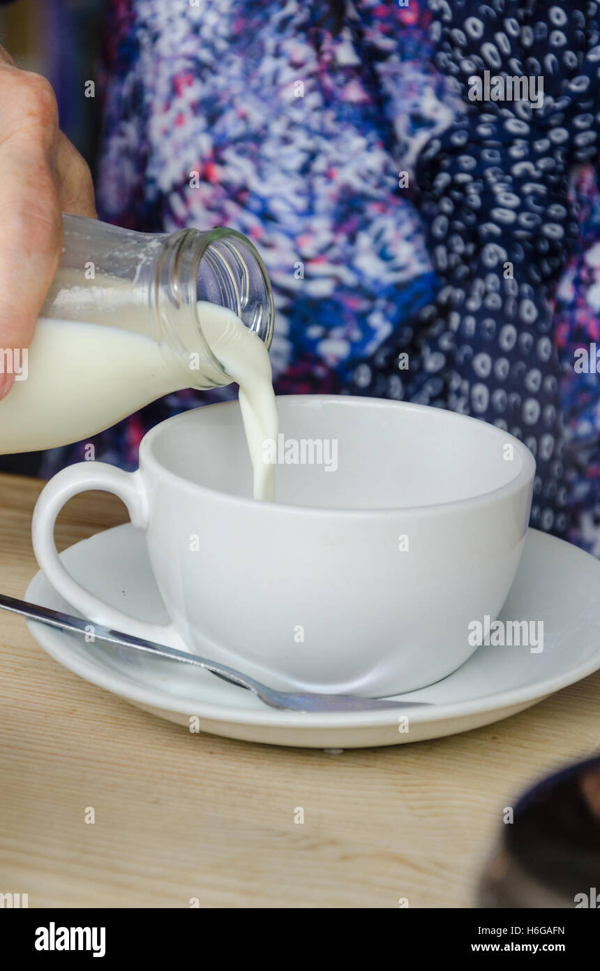 Une dame se verse dans une tasse de lait dans le cadre de faire une tasse de thé. Banque D'Images