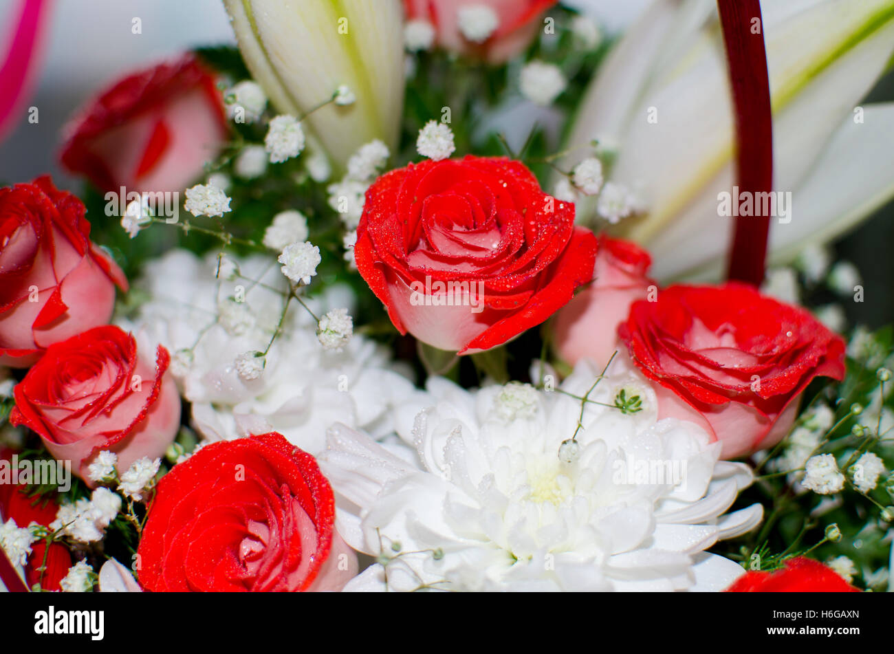 Magnifique bouquet de roses rouges d'un lis ,un bouquet, un cadeau, une maison de vacances, une plante, anniversaire, belle, anniversaire, chrysanthem Banque D'Images