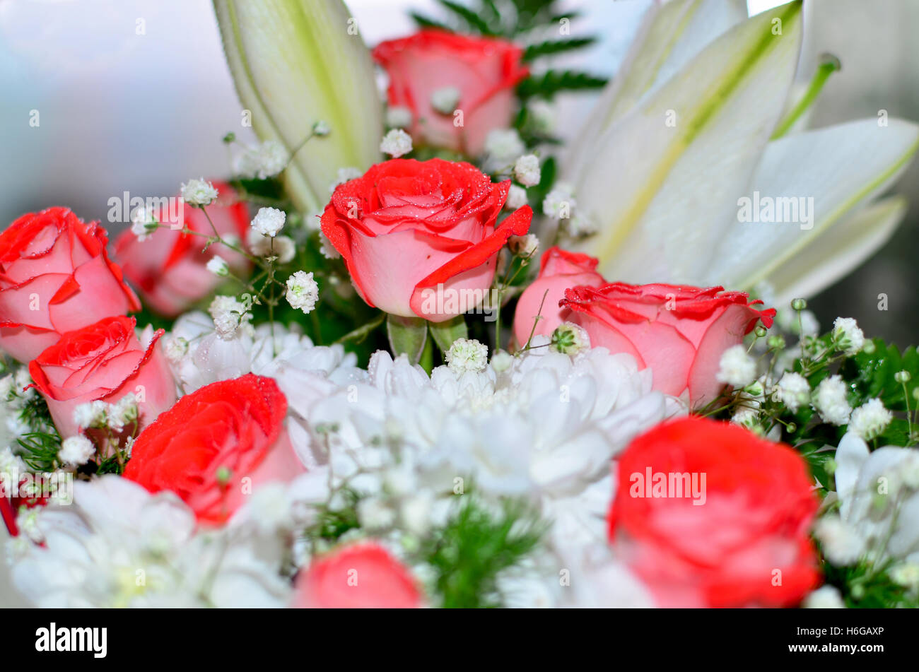 Magnifique bouquet de roses rouges d'un lis ,un bouquet, un cadeau, une maison de vacances, une plante, anniversaire, belle, anniversaire, chrysanthem Banque D'Images