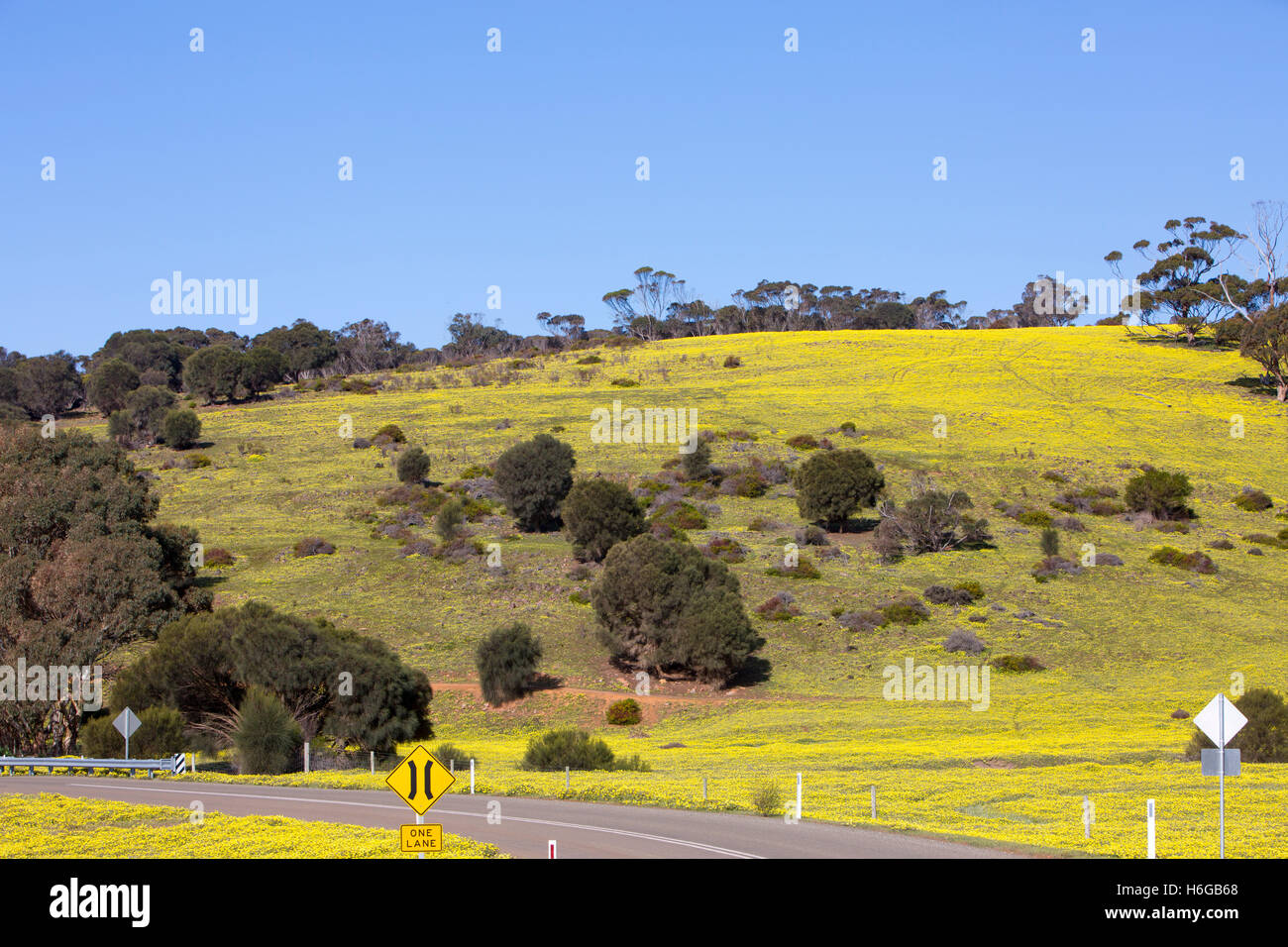 Campagne avec marguerites jaunes au printemps, la zone autour de Stokes Bay, Kangaroo Island, Australie du Sud Banque D'Images