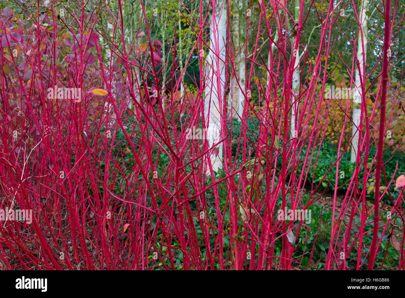 Himalayan Bouleaux Betula utilis jacquemontii var et tig Rouge Cardinal Cornouiller Cornus sericea à la mi-octobre Banque D'Images