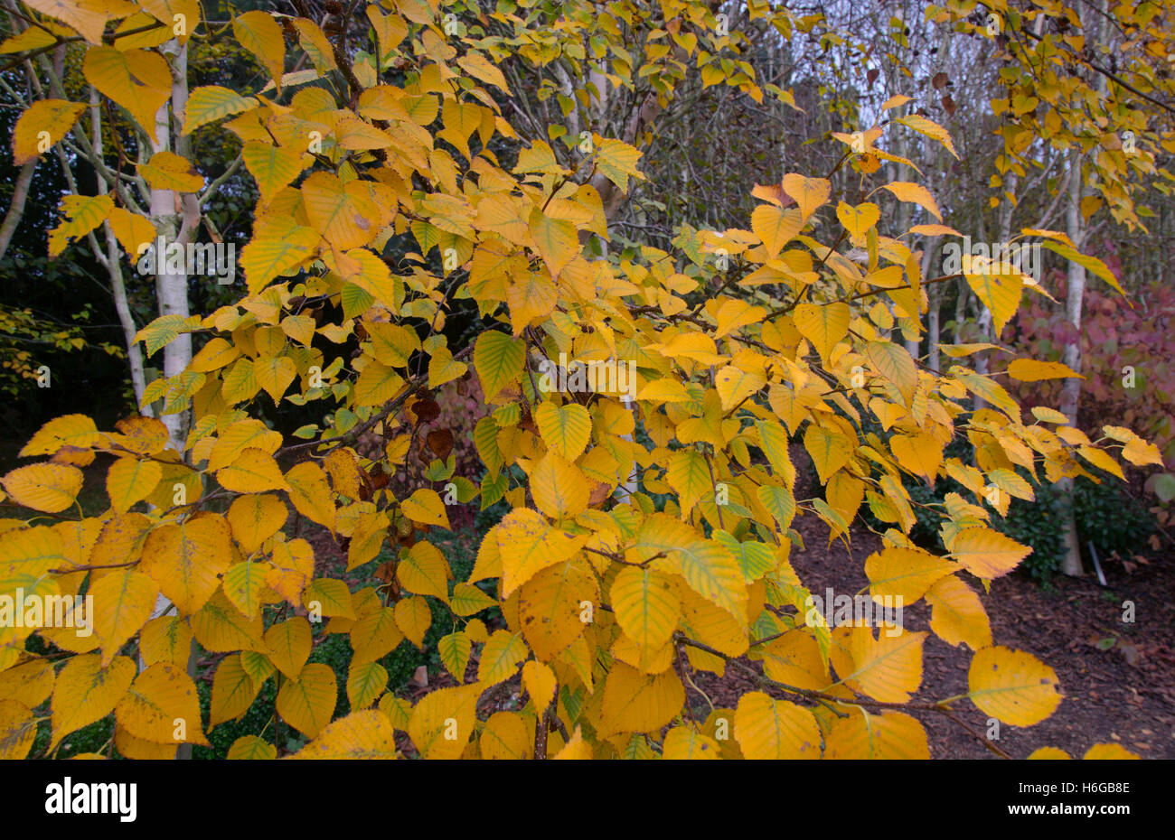 Les bouleaux Betula utilis Hymalayan var jacquemontii changeant de couleur feuilles Octobre Banque D'Images