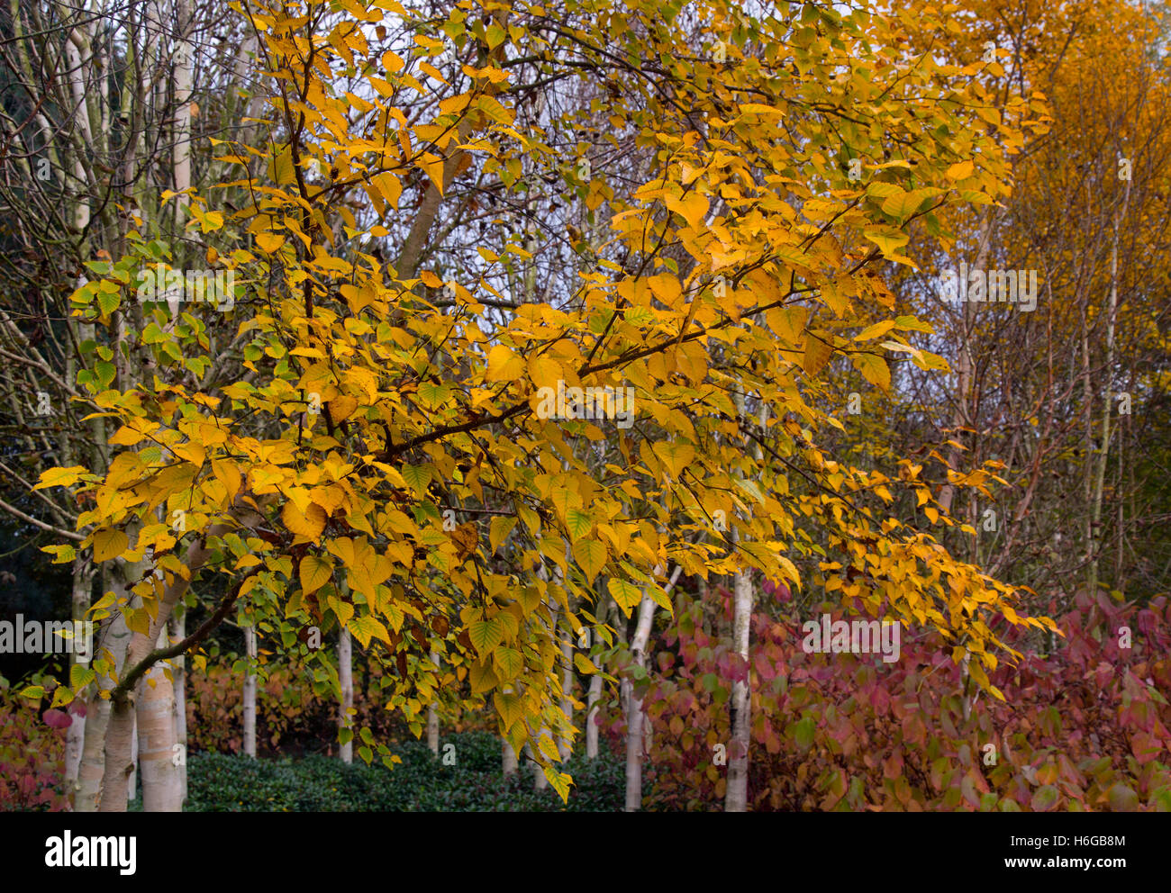 Les bouleaux Betula utilis Hymalayan var jacquemontii changeant de couleur feuilles Octobre Banque D'Images