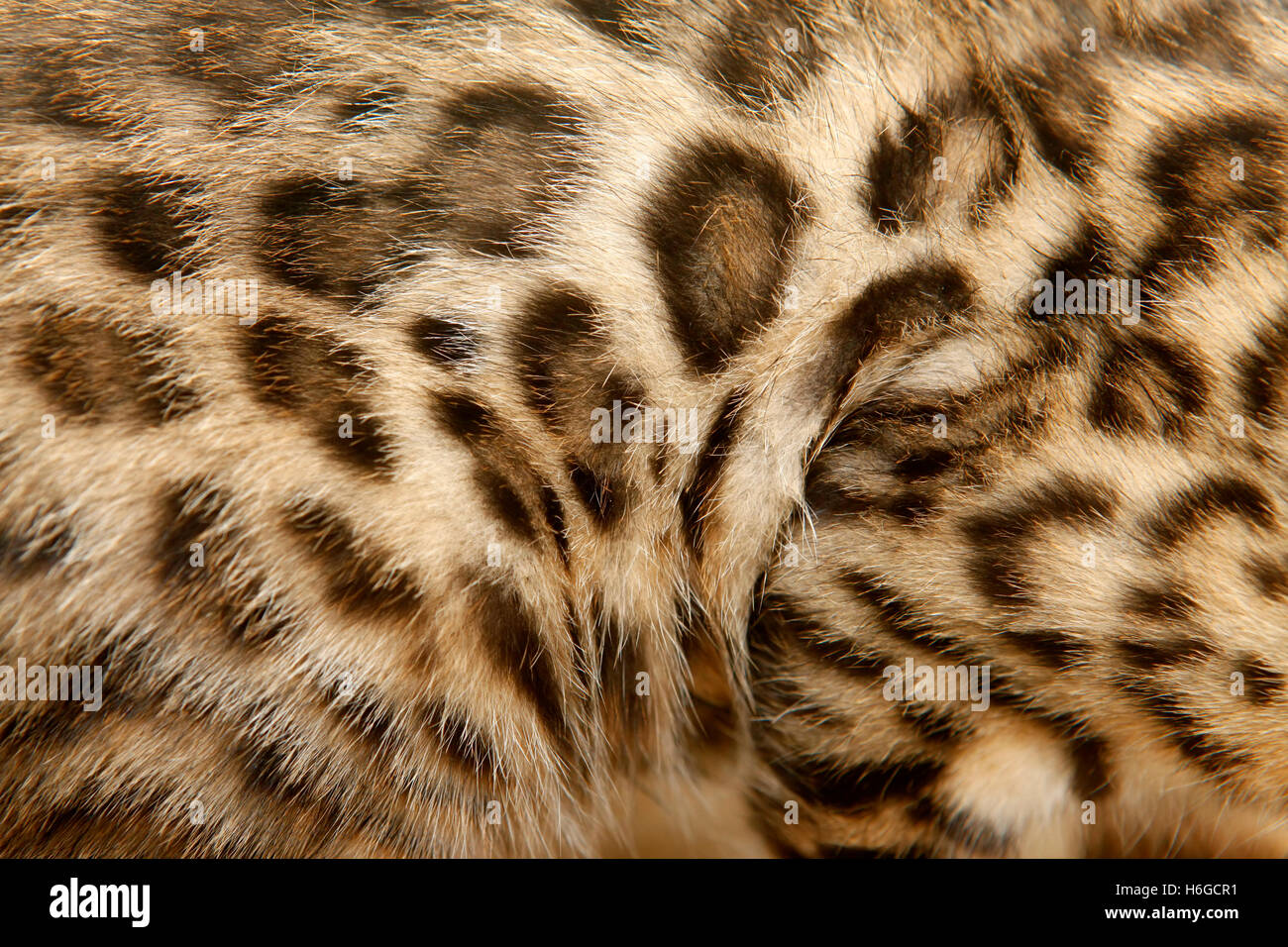 Le Modele Naturel Fourrure Chat Bengal Veritable Texture De Peau De Felin Photo Stock Alamy Le Modele Naturel Fourrure Chat Bengal Veritable Texture De Peau De Felin Photo Stock Alamy