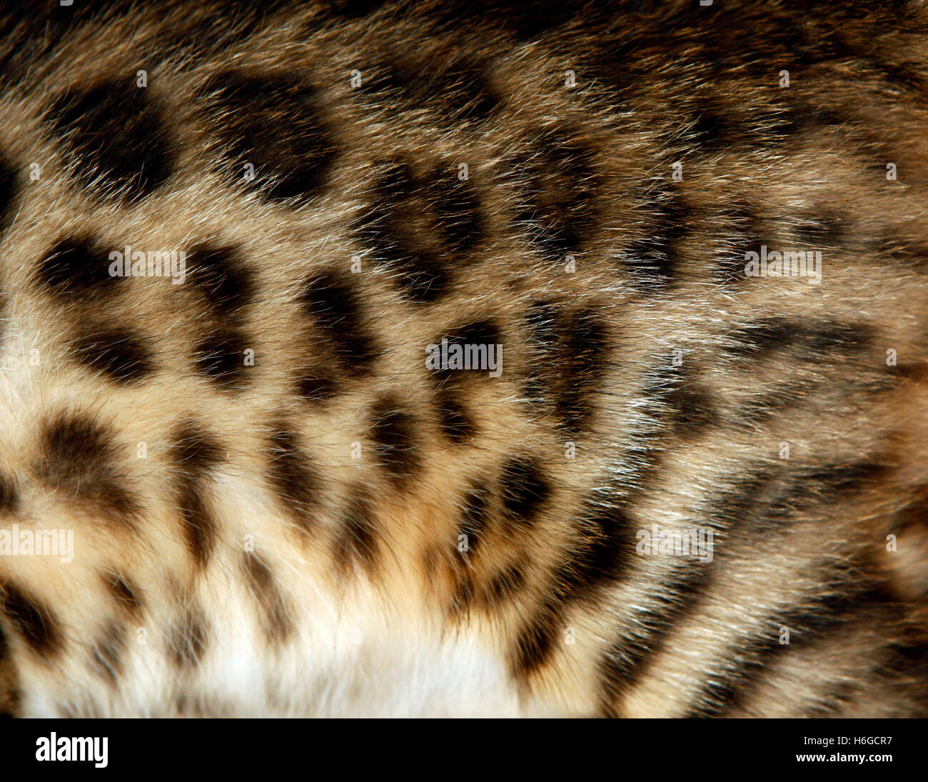Le Modele Naturel Fourrure Chat Bengal Veritable Texture De Peau De Felin Photo Stock Alamy