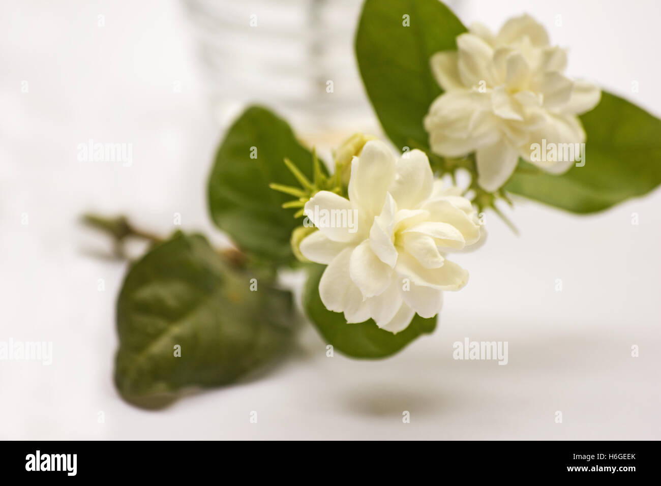 Jasminum sambac Jasmin arabe ( ) des fleurs sur fond blanc Photo Stock -  Alamy