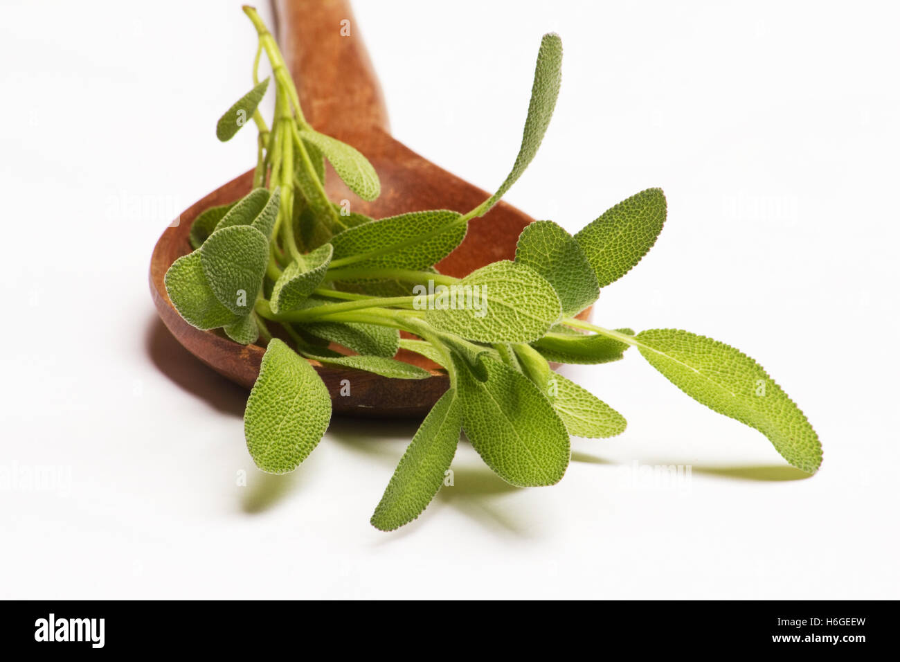 Fresh sauge (Salvia officinalis) sur cuillère cuillère en bois Banque D'Images