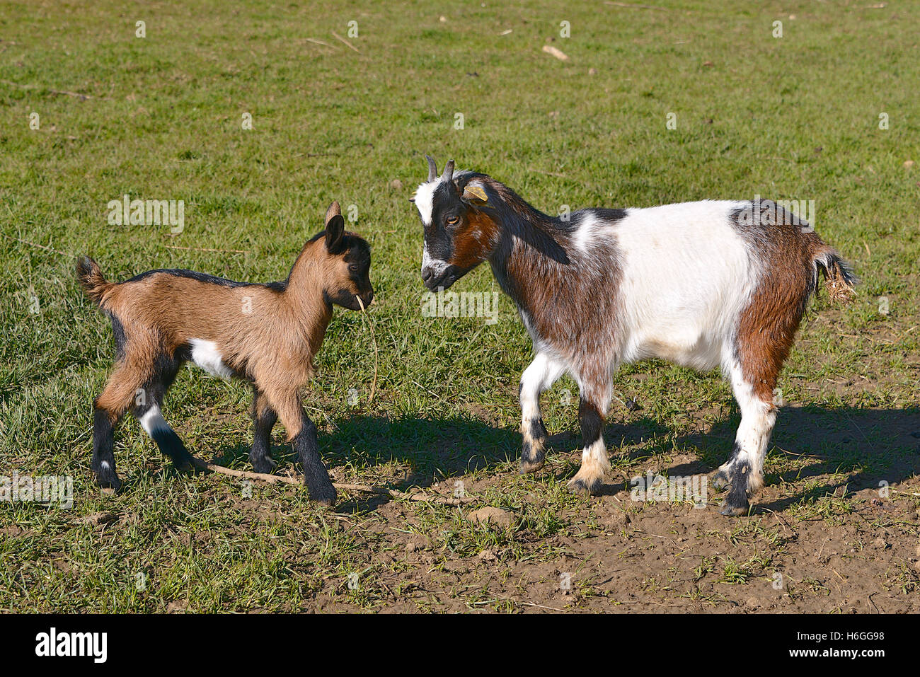 Deux enfants (Capra aegagrus) sur l'herbe Banque D'Images